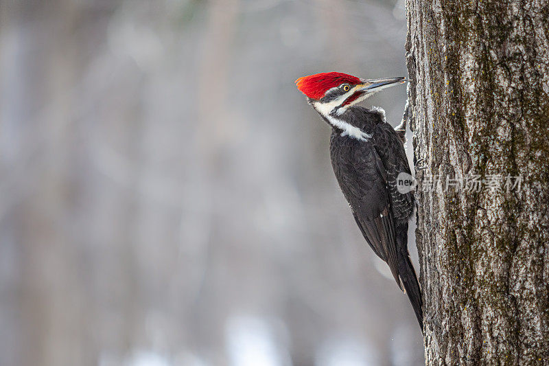 大Pic (Dryocopus pileatus)，有冠啄木鸟，北美Picamaderos Norteamericano。